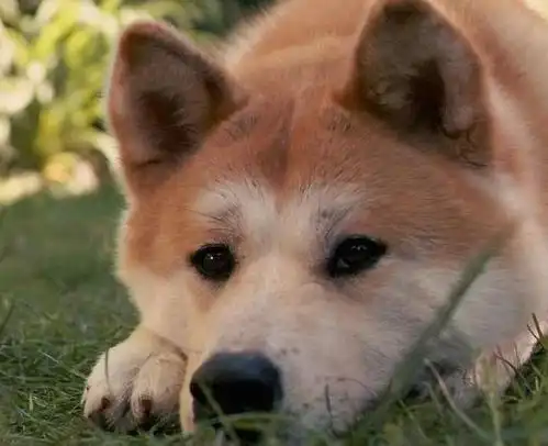 自从这条狗吃了一次地瓜后,六年了,每天都要来市场吃一口地瓜