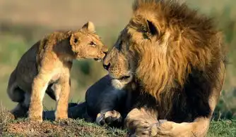 现存最大的狮王称霸非洲草原无对手,实力比肩东北虎