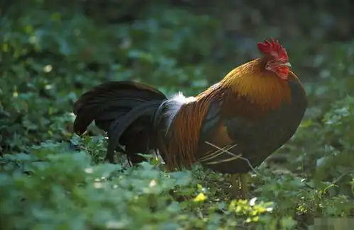 属鸡人别灰心老天爷把所有的好运,都留在了你的这一年