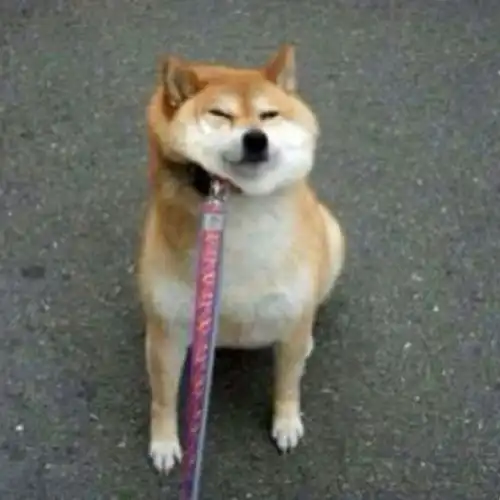 犬种科普丨表情包届扛把子柴犬