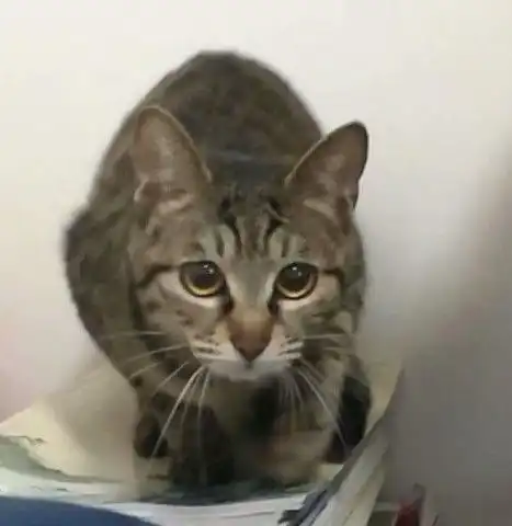 这是带狸花猫去做绝育手术的经历