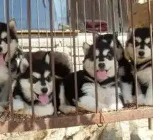 黄页88高清图片