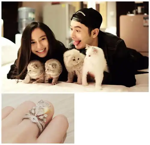 刘亦菲晒爱猫合影杨幂baby胡歌易烊千玺都是爱猫达人