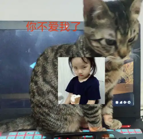 男生养猫是种什么体验