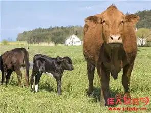 生肖蛇养什么宠物能好运