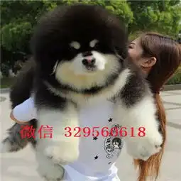 上饶哪里有犬舍阿拉斯加阿拉斯加图片巨型阿拉斯加长大多大黑色阿拉斯加犬