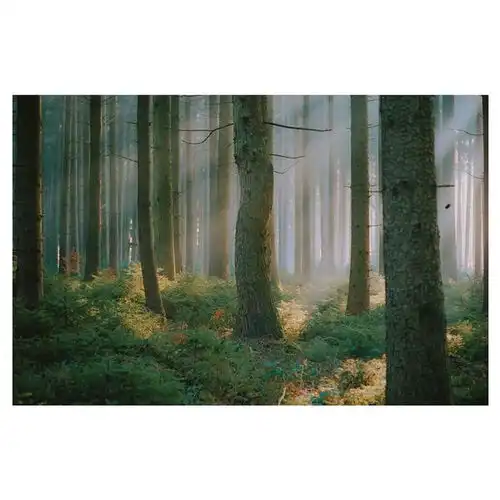 德国摄影师florianhasubick镜头下的森林之光,灵魂洗礼