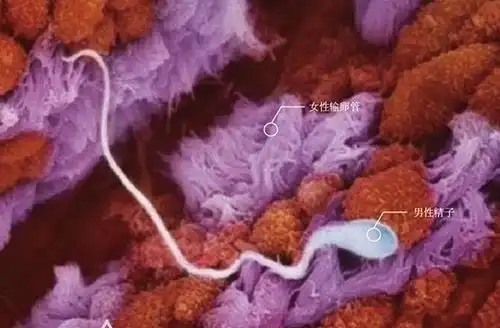 怀孕后胎儿是如何形成的看完这九张图后,网友生命真的很神奇