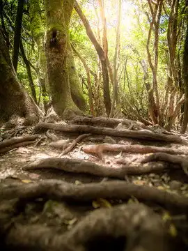 森林图片图源免费点击来源直接获取大图文件古老森林中覆盖地面的大树根的美丽图像摄影竖幅森林高清大图