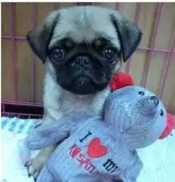 售纯种巴哥幼犬憨厚小巴哥宝宝皱纹超级皱可爱巴哥宝