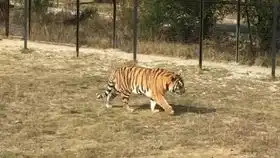 克鲁格狮和东北虎乌克兰狮子公园