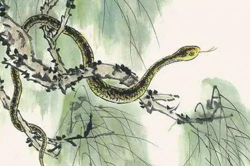 生肖蛇属蛇人的最佳配偶,真是天生的一对