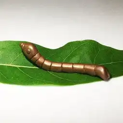 农民沙坑中捡一金蚕,2万不卖无偿捐献,2017年迅速蹿红