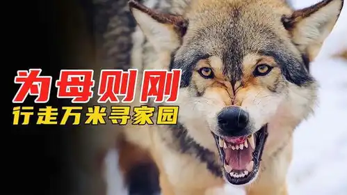 狼妈妈为延续狼王的血脉,不惜步行万里重建狼群,感人纪录片