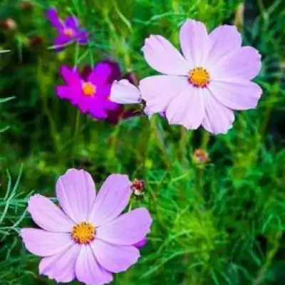 妈妈头像唯美风景花草中年人爸爸妈妈喜欢的头像