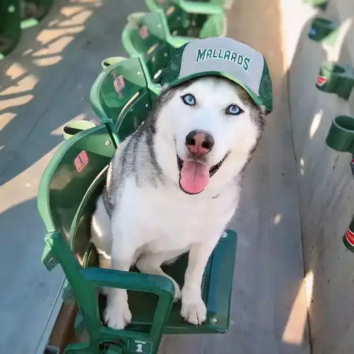 网友总喜欢给二哈带帽子,可是给戴绿帽子是几个意思