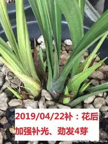 素心白墨进化金黄叶艺手机控制wifi智能补光灯兰花架