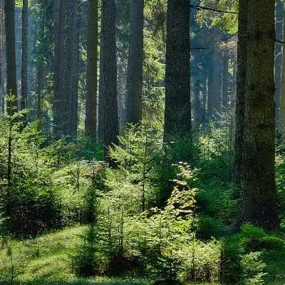 2023最新森林绿树唯美图片