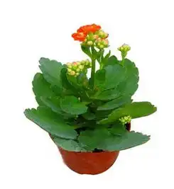 开运2015年家居植物摆设改变风水