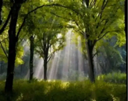 山西山上发现稀有石鸡,6旬老人精心喂养5年,鸟儿如今活成啥样子