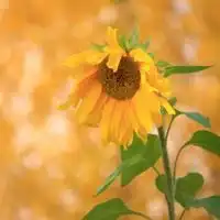 2018年男生意境头像微信头像图片大全