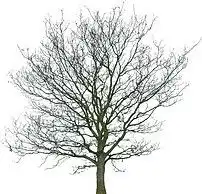 园林效果图树木素材景观设计环境绿化小树图片模板下载3.74mb其他大全标志丨符号