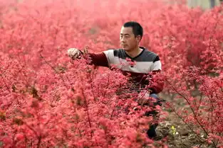 农村这种野花,过去是女人的最爱,如今成男人新宠,能卖25元一斤