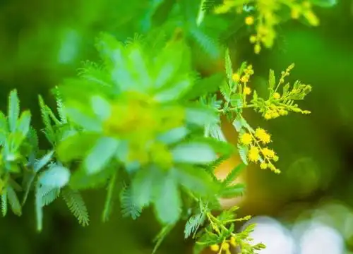 一生不缺男人的3种生肖女,异性缘超好,值得了解一下