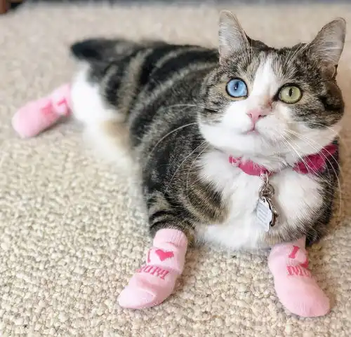 狸花猫一生中,最大的5个心愿,你满足它了吗