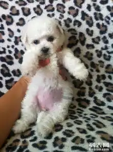 出售纯种可爱雪白棉花糖比熊犬宝宝可上门来抱哦