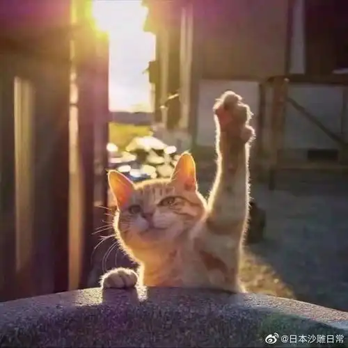 鹰小姐与博士的小剧场