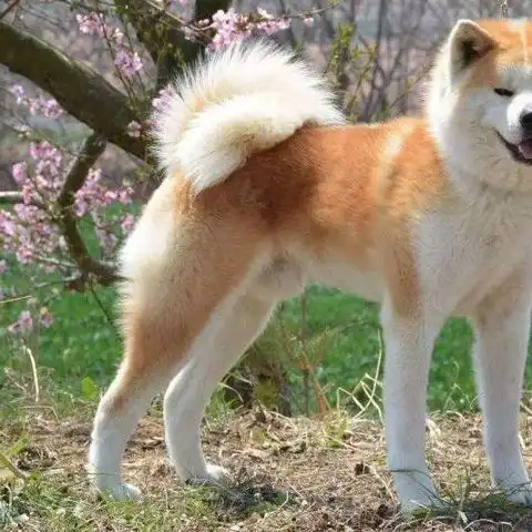 秋田犬