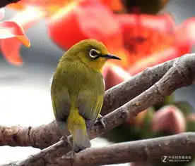 美丽的小鸟和小红花朵风光摄影