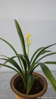 帮助兰花鉴辨