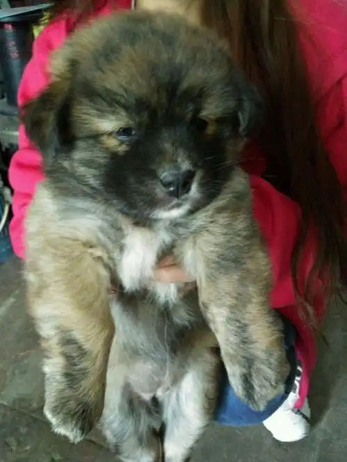 饭店门口捡来一只流浪小奶狗,狗狗神情太忧伤了,老板却怒了