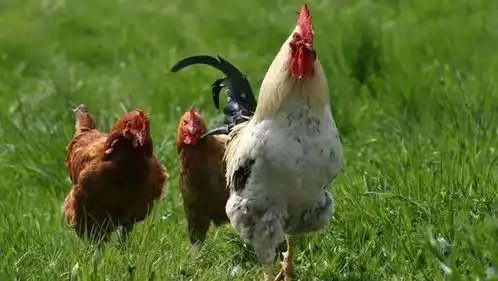 鸡爱吃什么牧草是吃全草还是只吃嫩叶会不会吸收营养
