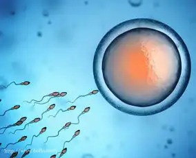 排卵试纸怎么测试排卵,如何使用排卵试纸