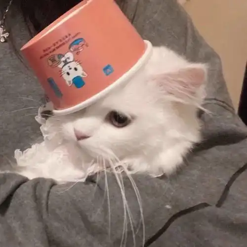 我们一起吸猫吧