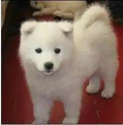 微笑天使萨摩耶健康有保障可爱迷人快来带走