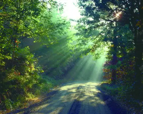 纵深感森林阳光唯美背景创意素材森林背景素材