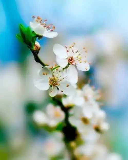 2021中秋月饼博物馆,请访问bowuguan.taobao.com9xixiav0mxopgqc5世界博物馆烟台山东中国亚洲旅游环游世界旅行景点文化文艺人文历史自然风光风景民俗环游.世界极品中文域名限时出售旅游亚