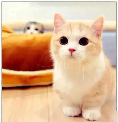 给小奶猫准备了大餐,它吃到一半时不动了,主人一看立刻发朋友圈