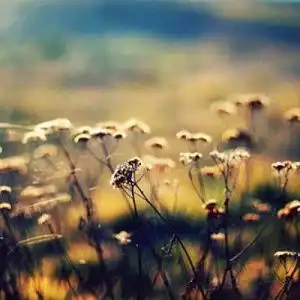 唯美生活风景微信头像22