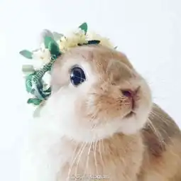 小兔子图片