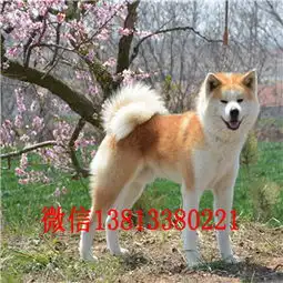 重庆哪里能买到纯种秋田日本秋田犬多少钱一只双血统的秋田犬秋天图片