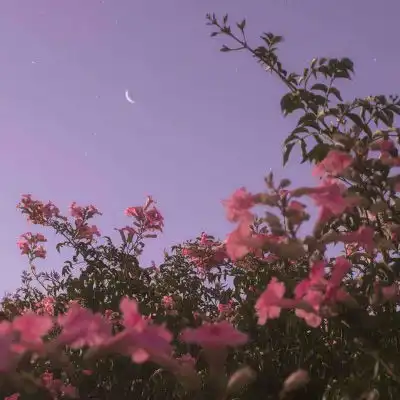 适合老年人的微信头像60岁70岁女人专用风景头像