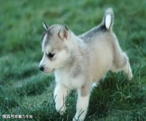 2020年,财运缠身的4大生肖,从小贵人运附体,尤其是生肖马