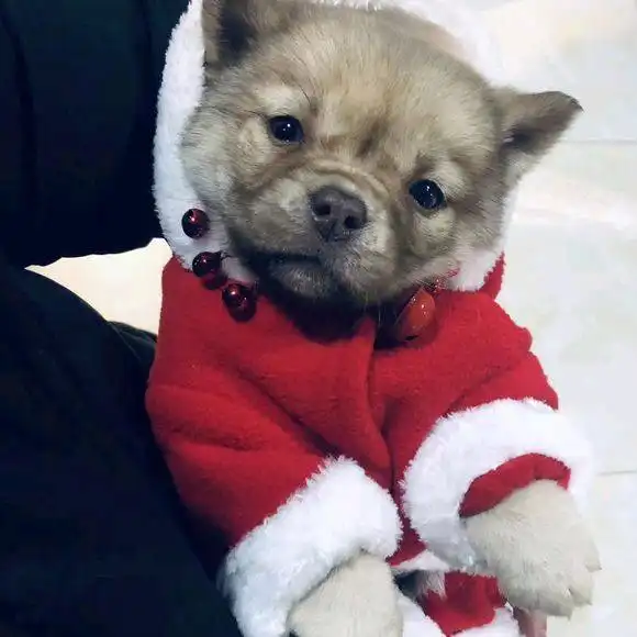 楼下捡到只流浪小奶狗,小伙儿带回家后,被老婆打扮成这样