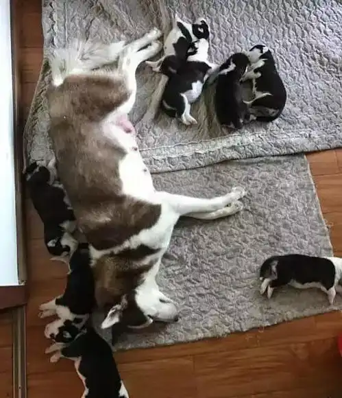 笑死了二哈生完宝宝后一看,没有像它的,一脸绝望哈士奇