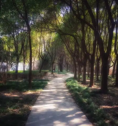 心理测试你觉得哪片树林里有野兽测你身边谁最宠你